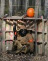 Fox Paintball