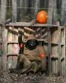 Fox Paintball