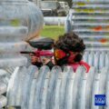TXR Paintball Outdoor, Cypress